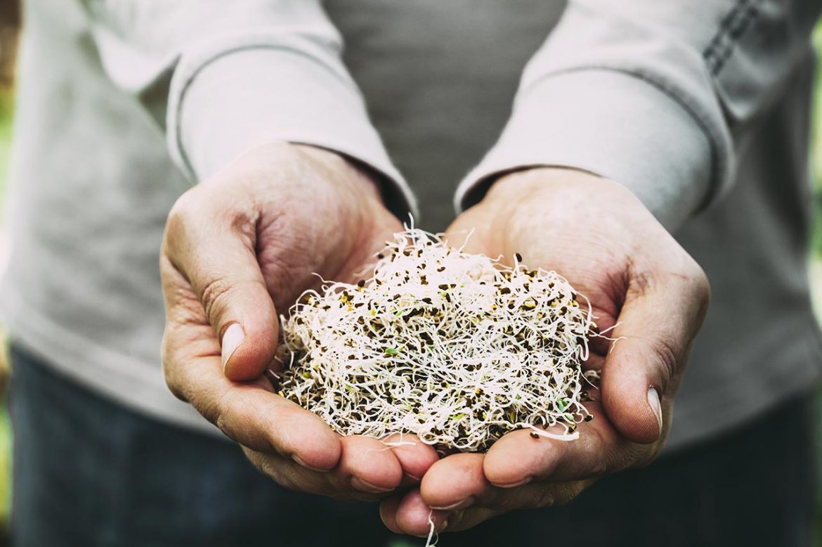 Alfa Sprouts in Man's Hands