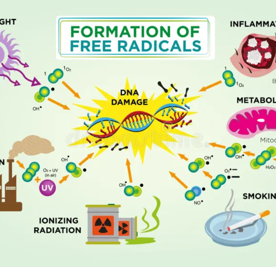 Free-Radicals-and-Oxidative-Stress