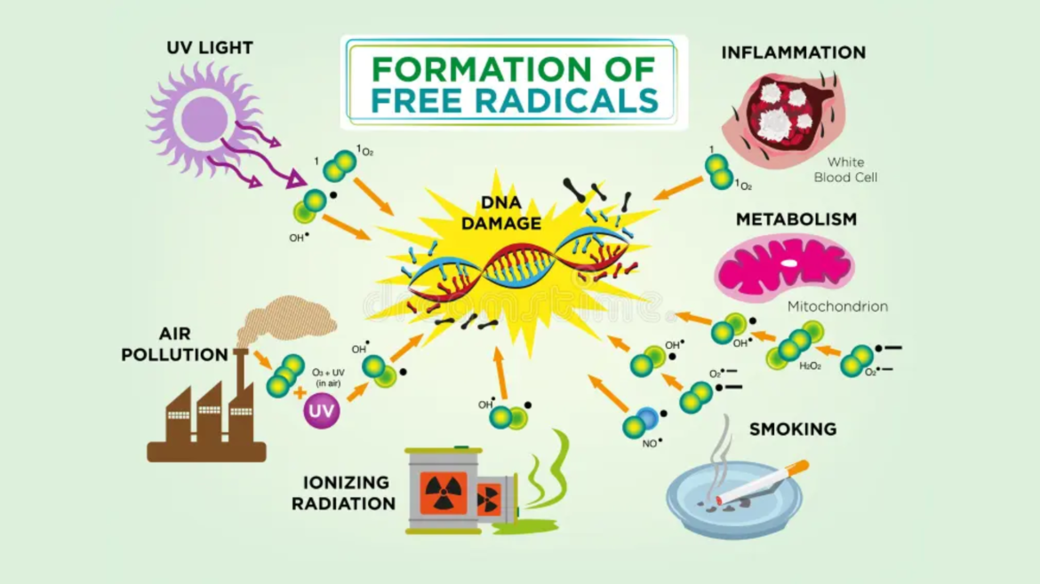 Free-Radicals-and-Oxidative-Stress