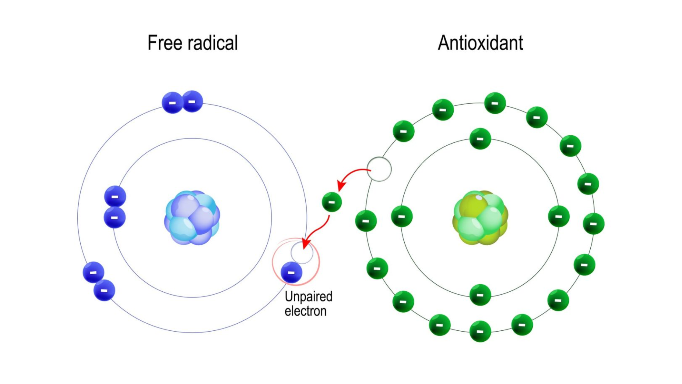 What-Are-Free-Radicals