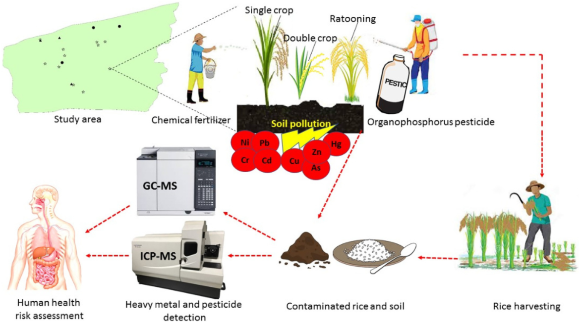 Heavy Metals in Rice