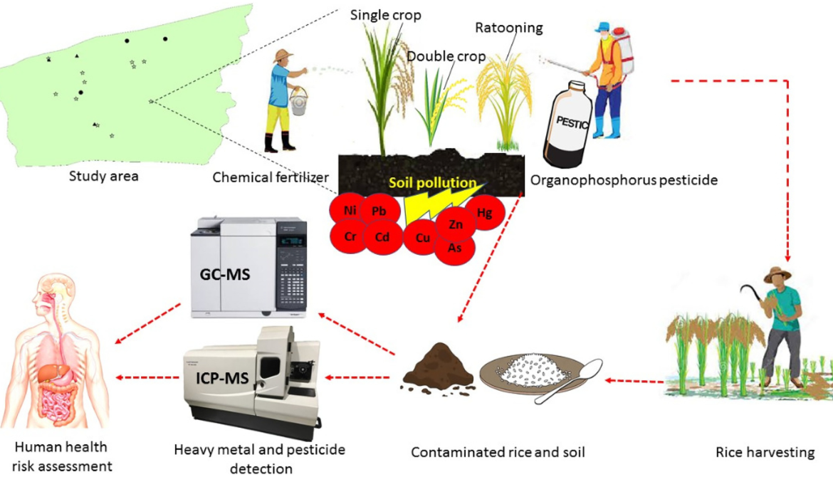 Heavy Metals in Rice