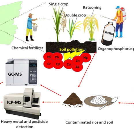 Heavy Metals in Rice