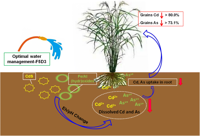 Understanding the Contaminants Arsenic and Cadmium