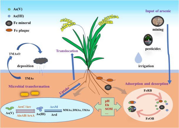 Why Rice is More Vulnerable
