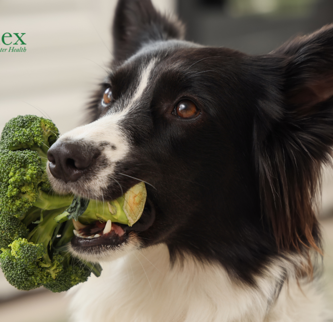 Toxins in Commercial Dog Food