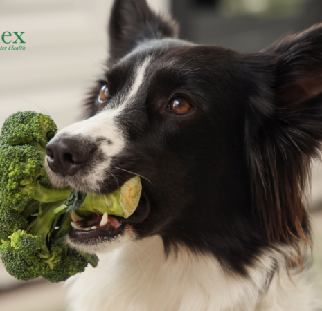 Toxins in Commercial Dog Food