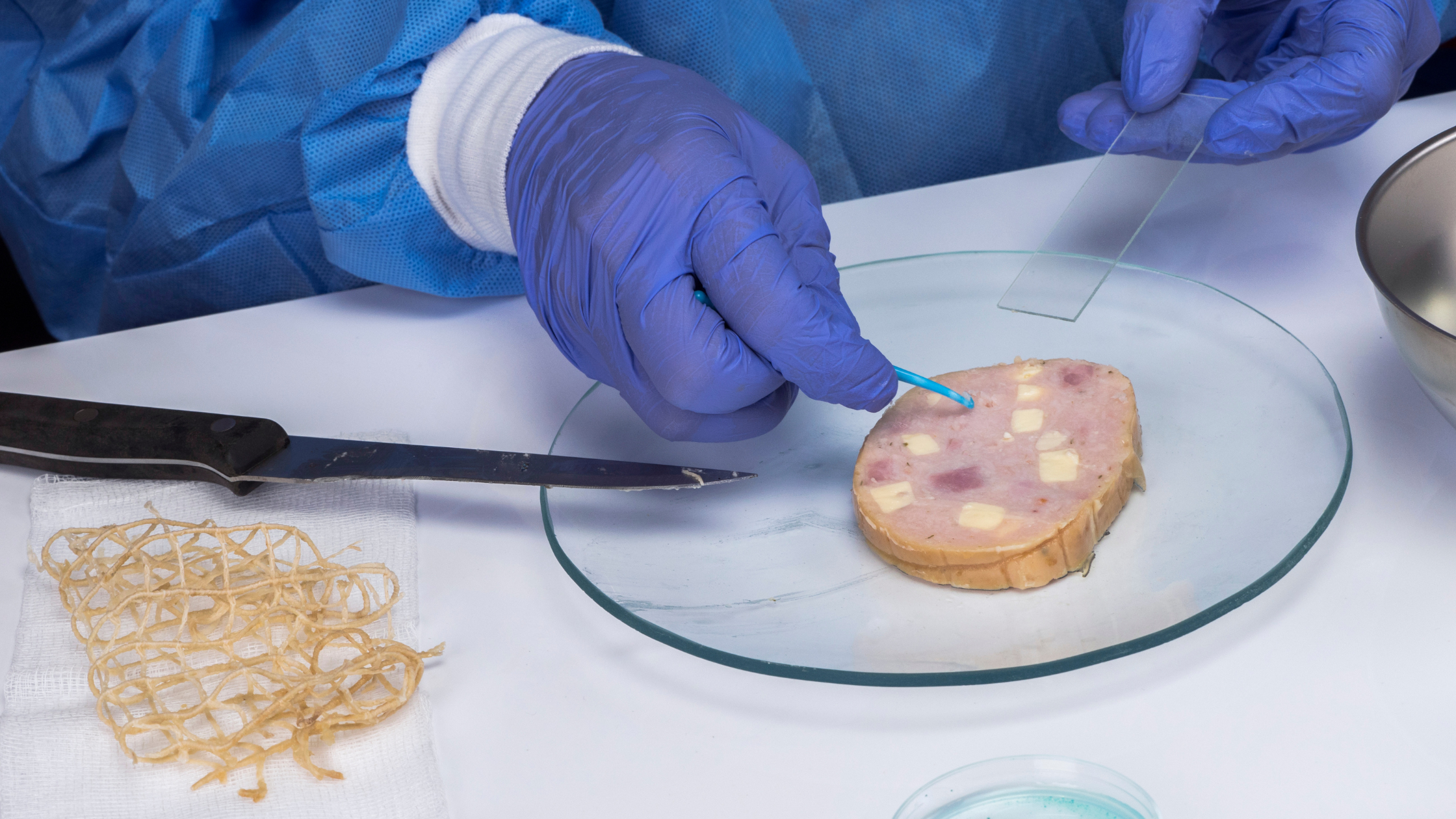 Contaminants in Dog Food